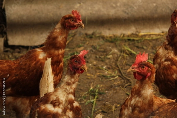 Obraz free range chicken