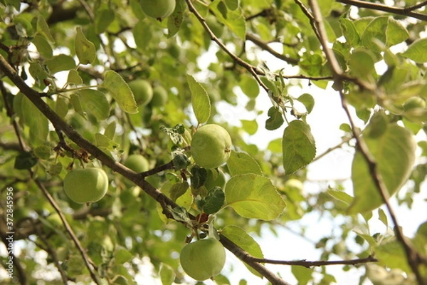 Obraz green apple tree