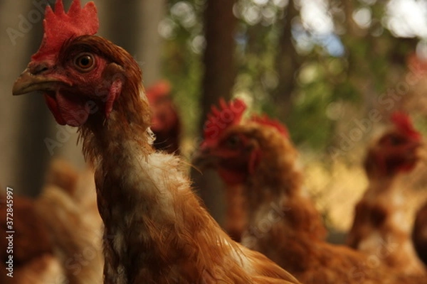 Obraz free range chicken