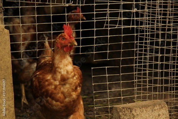 Obraz free range chicken