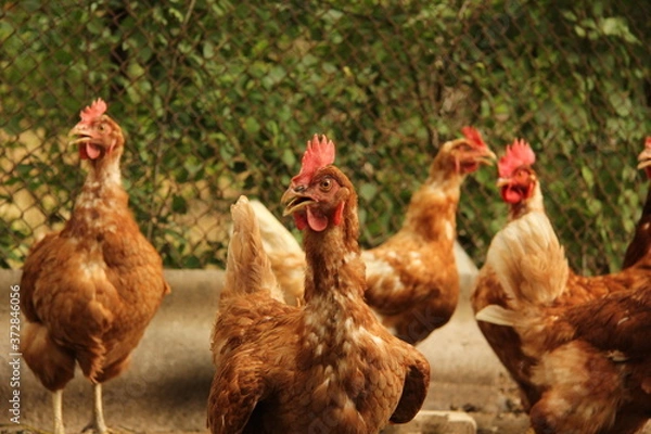 Obraz free range chicken