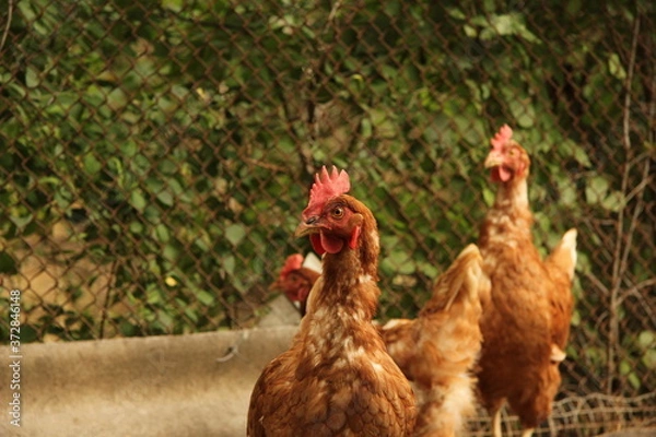 Obraz free range chicken