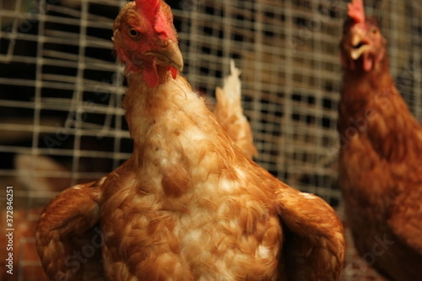 Obraz free range chicken