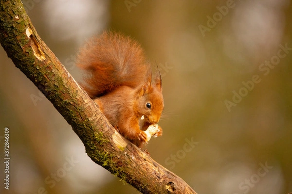 Obraz Squirrel, Red Squirrel, Rodent.