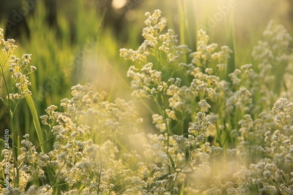 Obraz grass and flowers