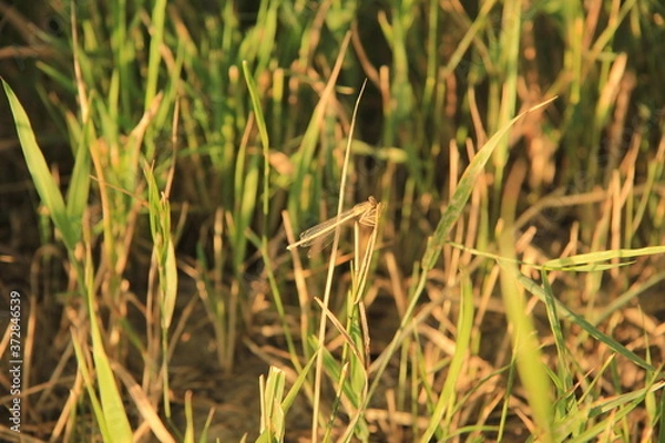 Obraz grass in the wind