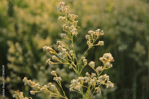 Obraz bee on a flower