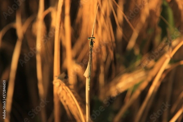 Obraz dragonfly on a grass