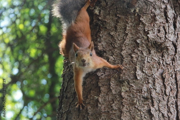 Obraz squirrel on tree