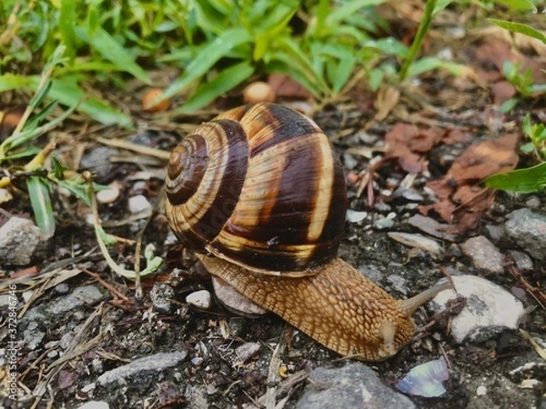 Obraz snail on a leaf