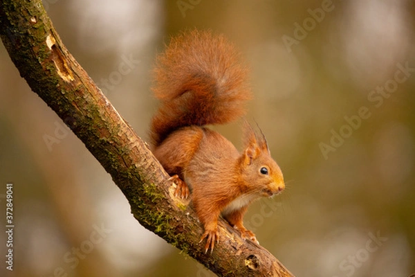 Obraz Squirrel, Red Squirrel, Rodent.