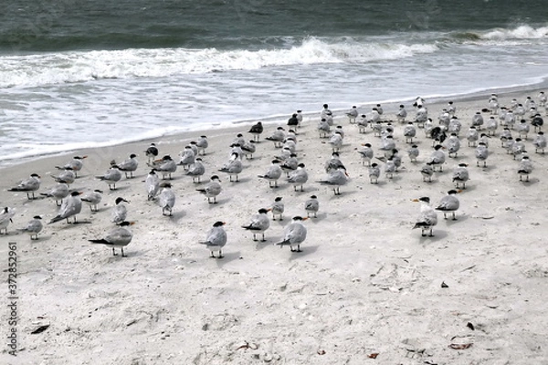 Fototapeta Group of sea gulls at the beach of Lover's Key State Park, Florida