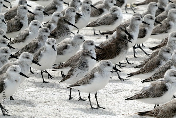 Fototapeta Group of sea gulls at the beach of Lover's Key State Park, Florida
