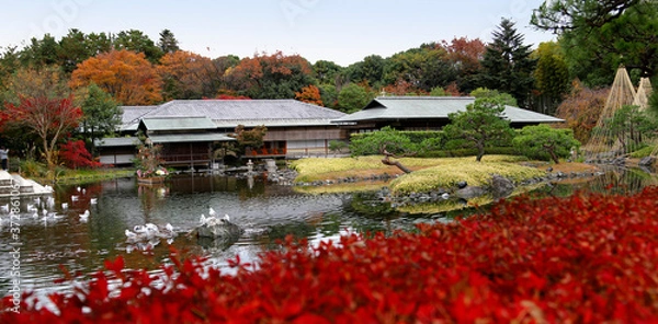 Fototapeta 紅葉した秋の白鳥庭園　(名古屋)