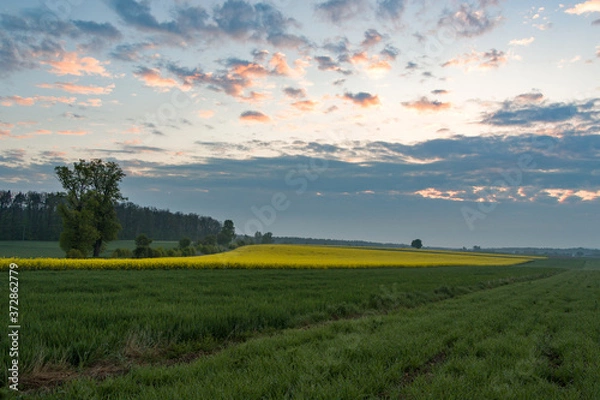 Obraz rapeseed fields, rape