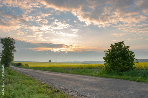Obraz rapeseed fields, rape
