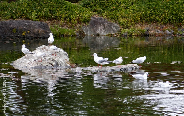 Fototapeta 紅葉した秋の白鳥庭園　(名古屋)