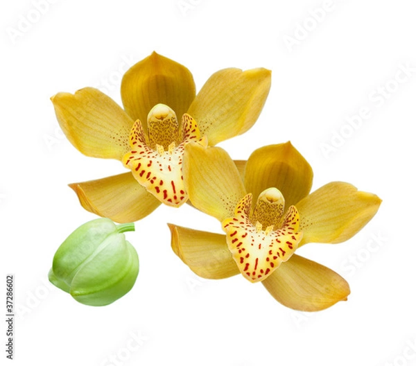 Obraz orchid isolated on white background