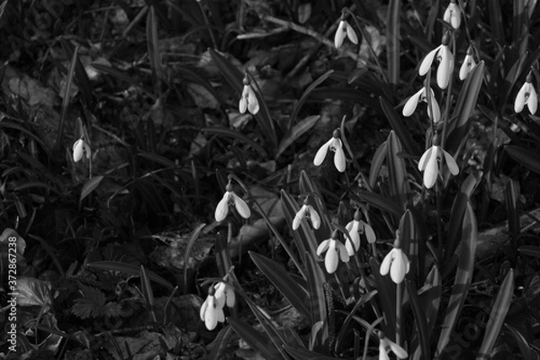 Fototapeta Black and white snowdrop flowers