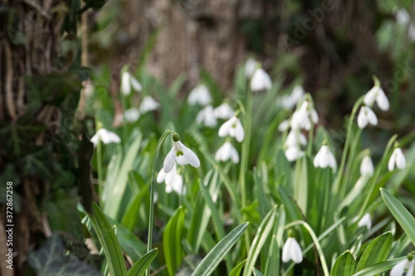 Fototapeta Snowdrop petal in macro view