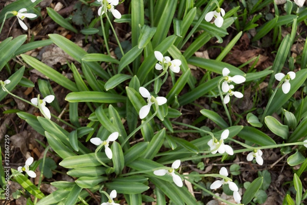 Fototapeta Upper close up shot of snowdrop petal
