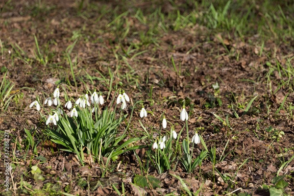 Fototapeta Snowdrop flowers on the field
