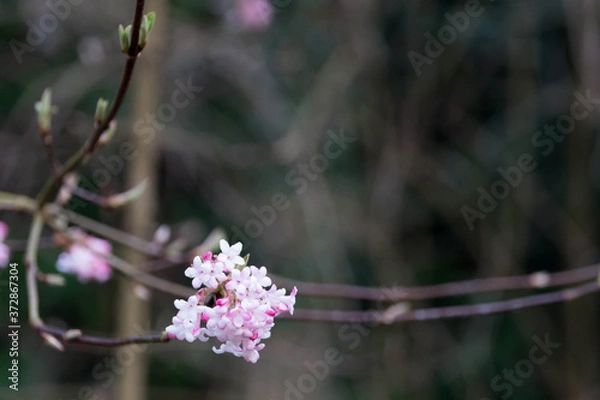 Obraz Pink flower in macros shot