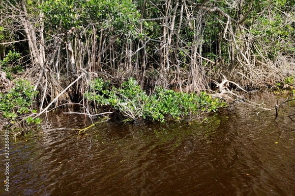 Fototapeta Shore of a deep brown river with green tropical plants at Everglades, National Park, Florida