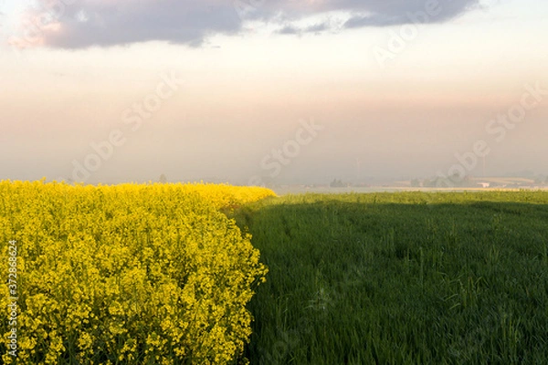 Obraz rapeseed fields, rape