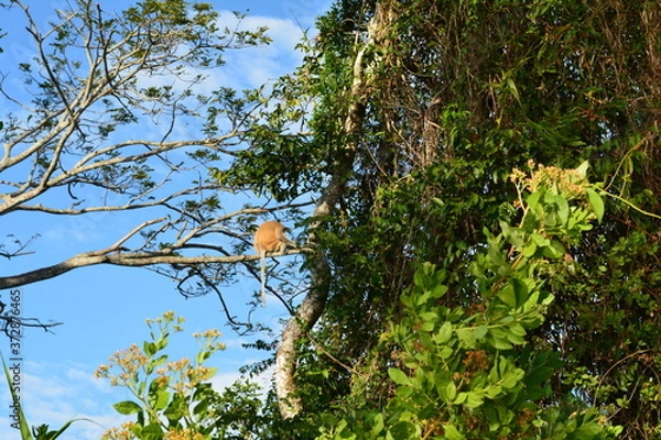 Fototapeta Proboscis monkey along the river cruise