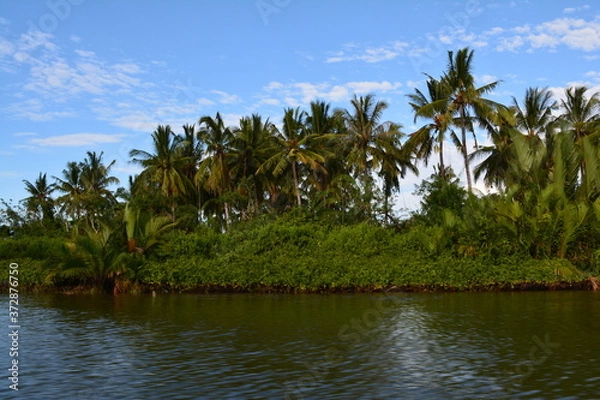 Fototapeta River cruise searching for Proboscis monkey