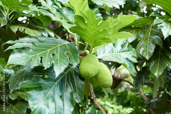 Obraz Discover the bread fruit