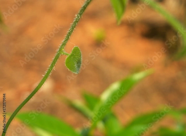 Fototapeta heart shaped leaf on a vine