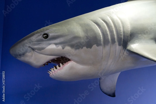 Obraz Great Shark