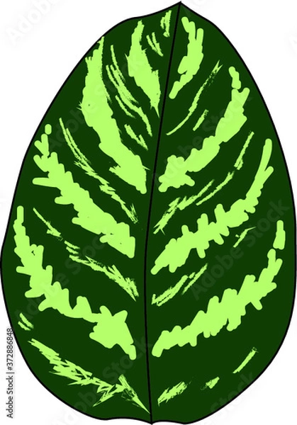 Fototapeta zamiifolia leaf