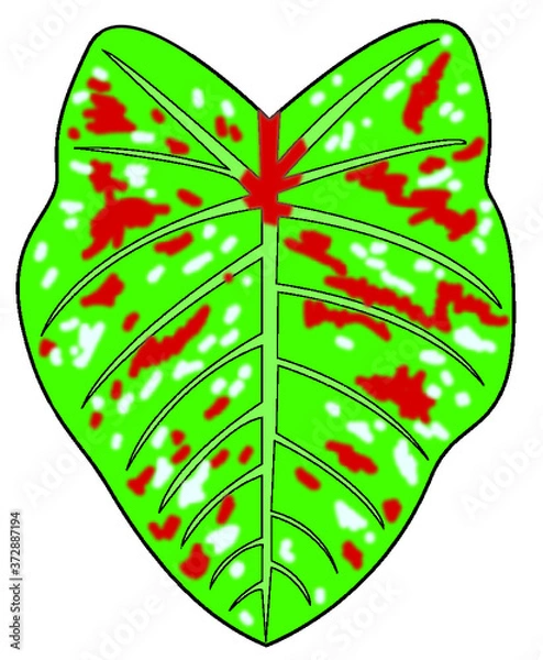 Fototapeta elephant ear leaf