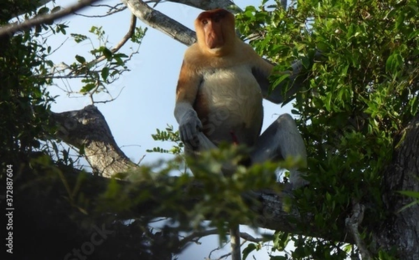 Fototapeta Proboscis monkey