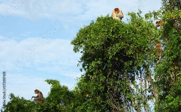 Fototapeta Proboscis monkey