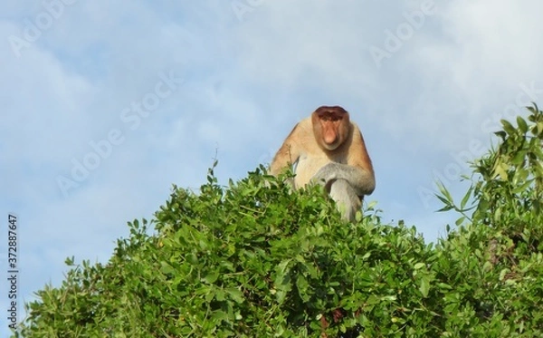 Fototapeta Proboscis monkey