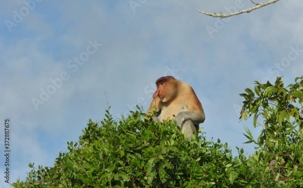 Fototapeta Proboscis monkey