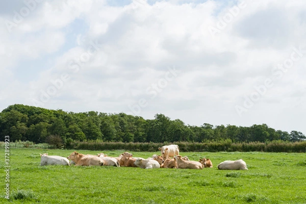 Fototapeta cows on a meadow