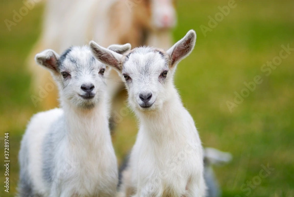 Fototapeta ciekawość kozła