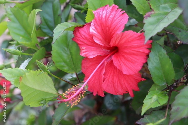 Obraz キューバの世界遺産、ビニャーレス渓谷のハイビスカス