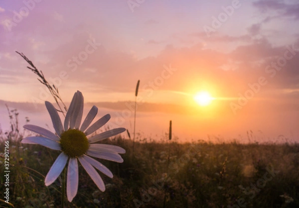 Obraz wonderful summer gentle sunrise in the mountains