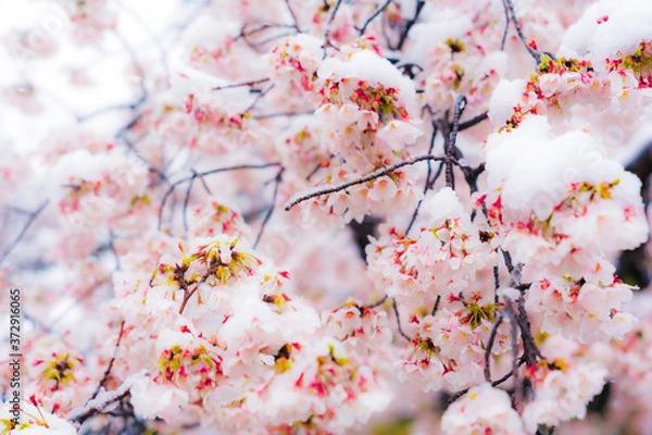 Fototapeta 桜隠し　雪桜　桜