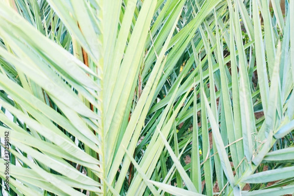 Obraz green leaves background