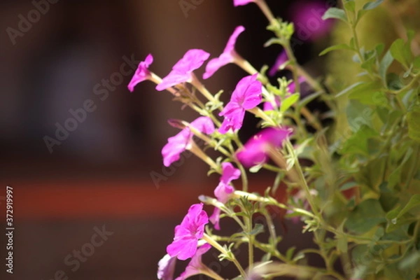 Obraz close up of violet flower