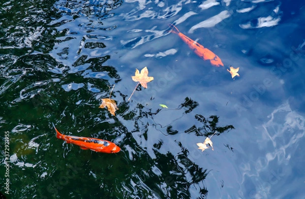 Obraz Koi fish swim in the lake