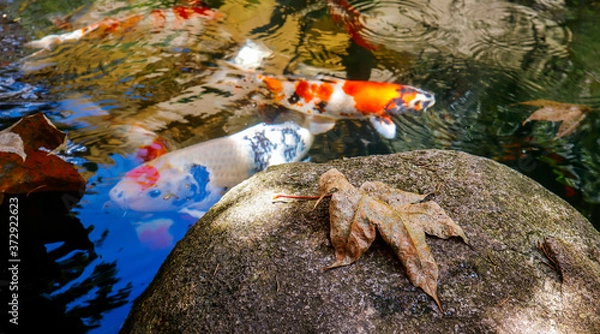 Obraz Koi fish swim in the lake