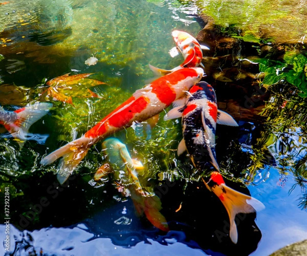 Obraz Koi fish swim in the lake